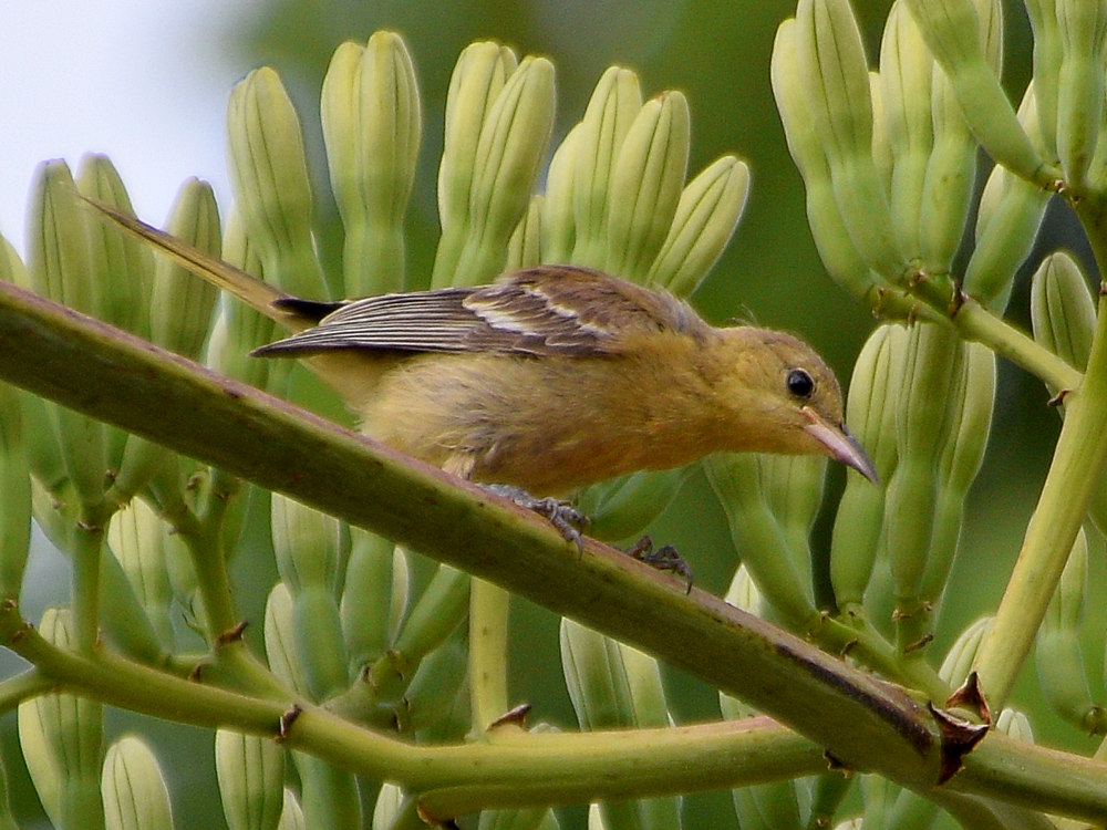 Oriole8.jpg