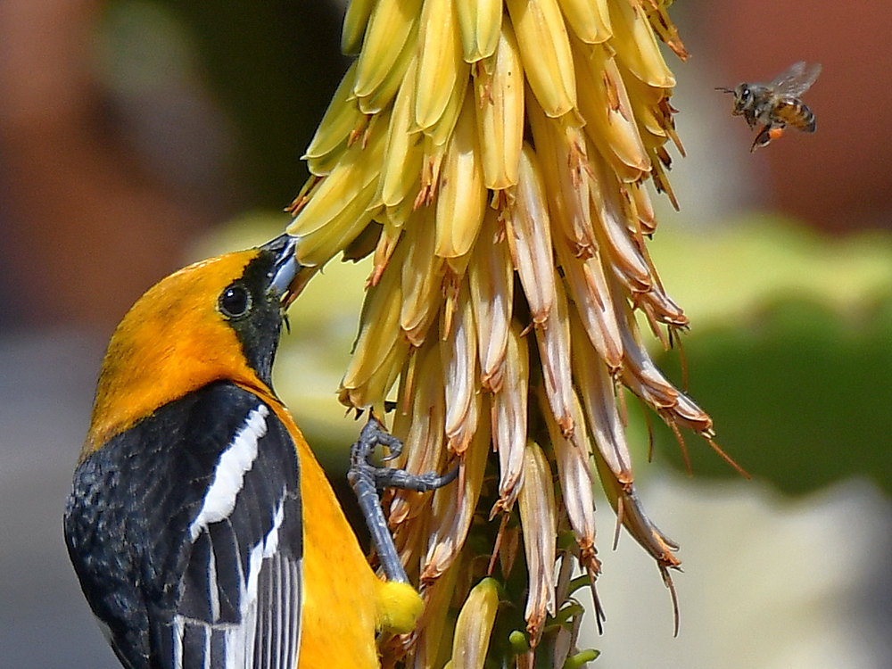 Oriole8.jpg