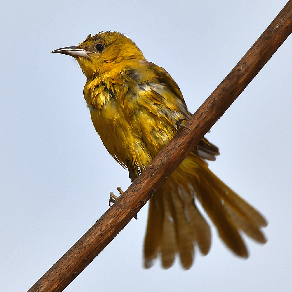 Oriole8.jpg