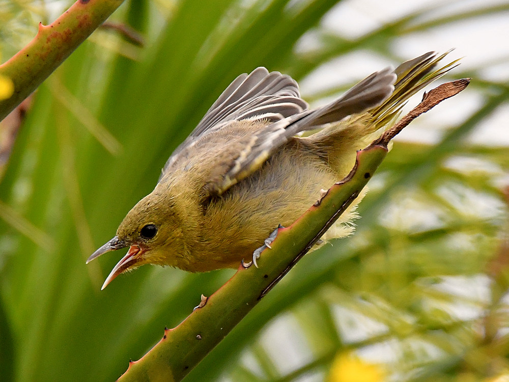 Oriole8.jpg
