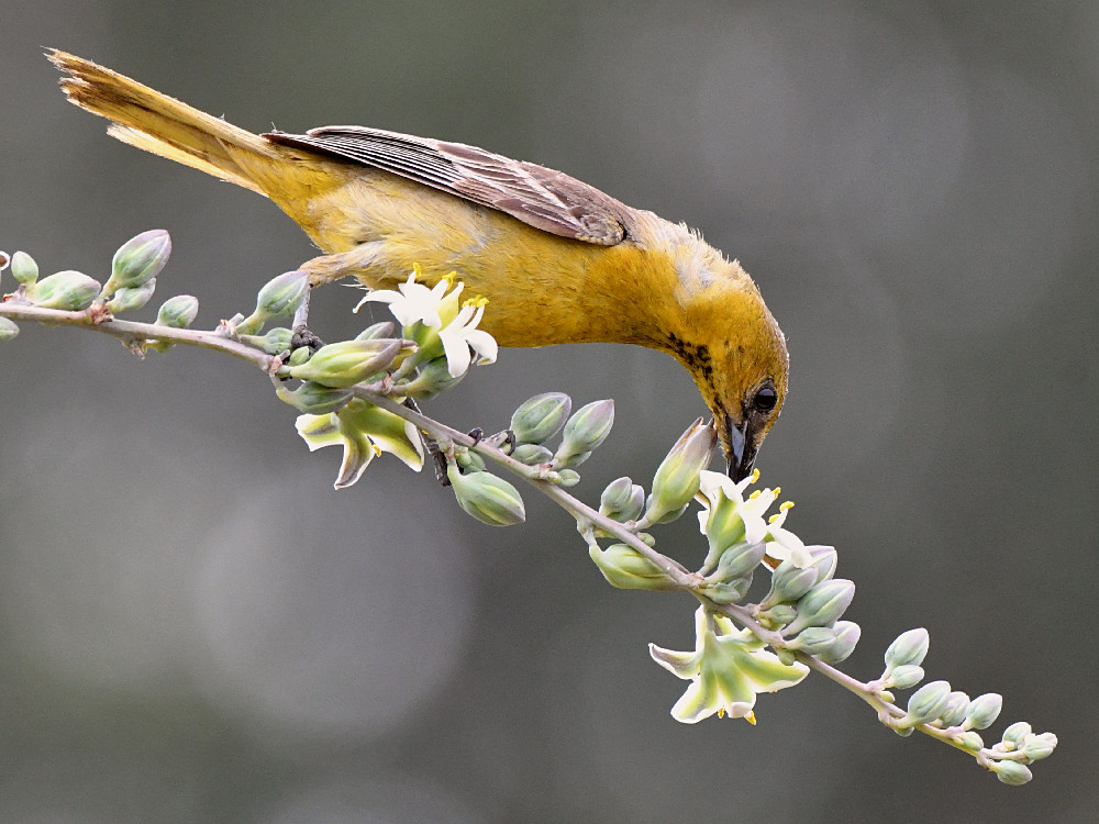 Oriole8.jpg