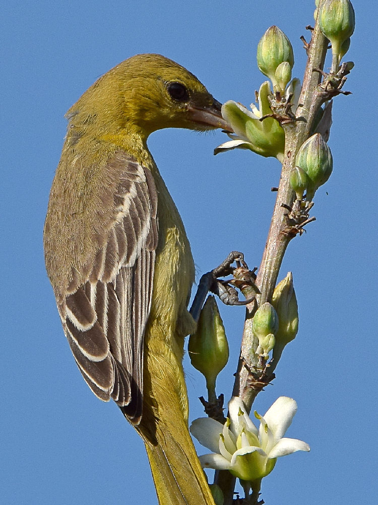 Oriole8.jpg