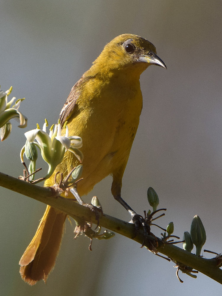 Oriole8.jpg
