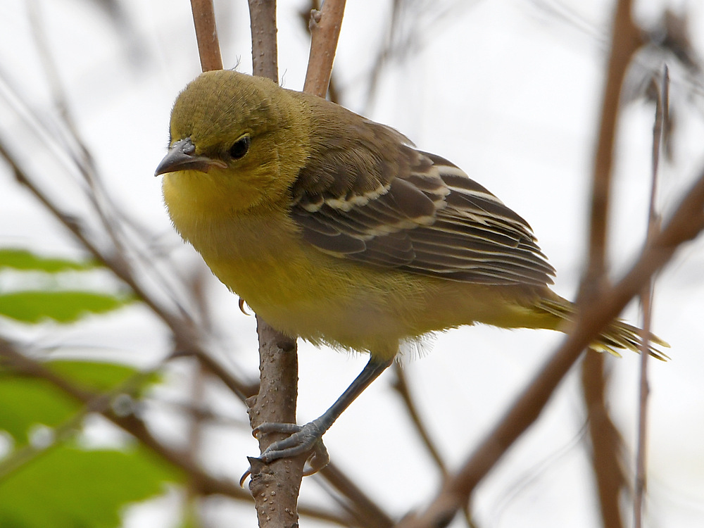 Oriole8.jpg