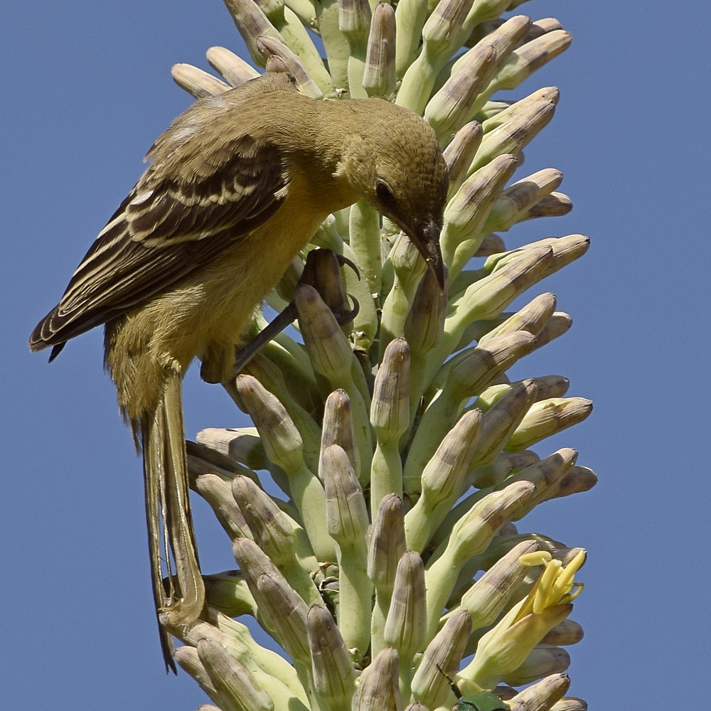 Oriole8.jpg
