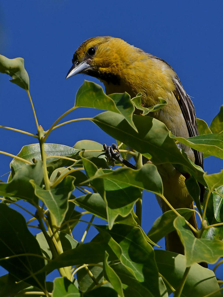 Oriole8.jpg