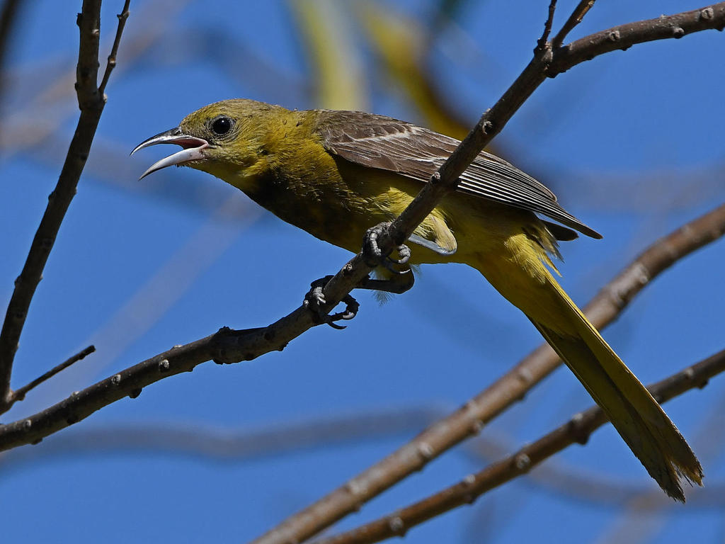 Oriole8.jpg
