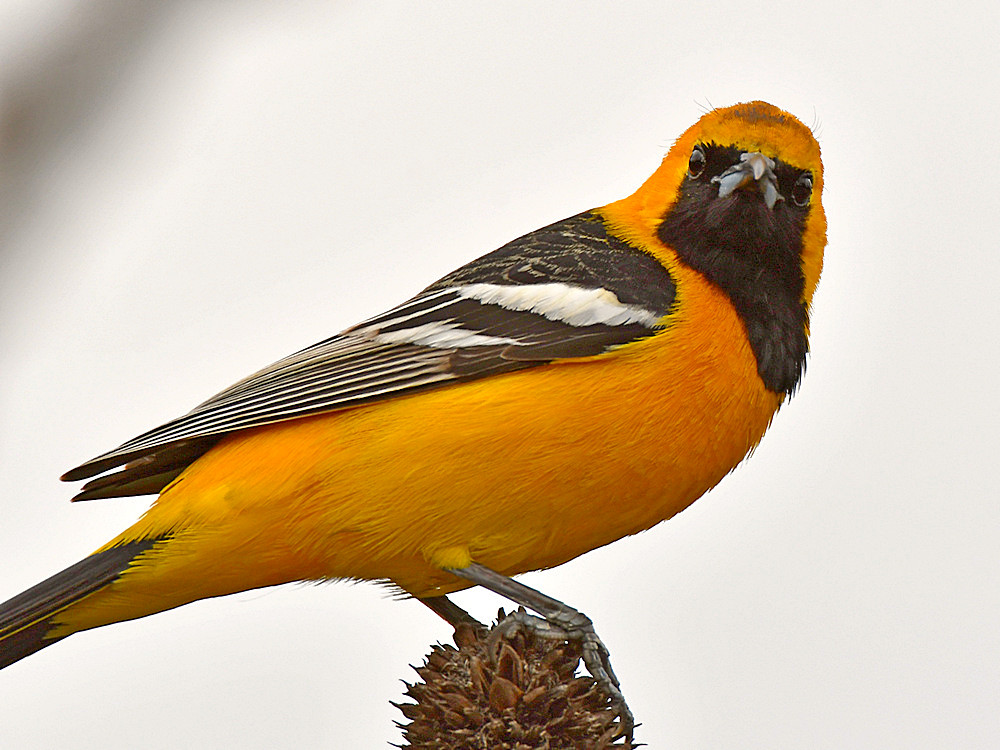 Oriole8b.jpg