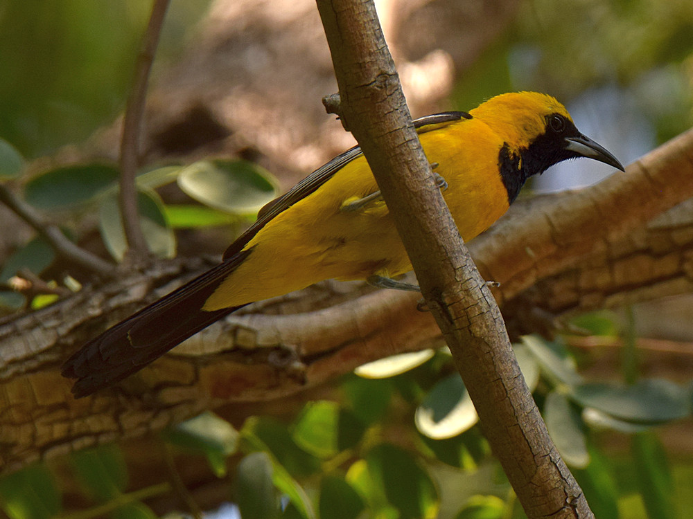 Oriole9.jpg