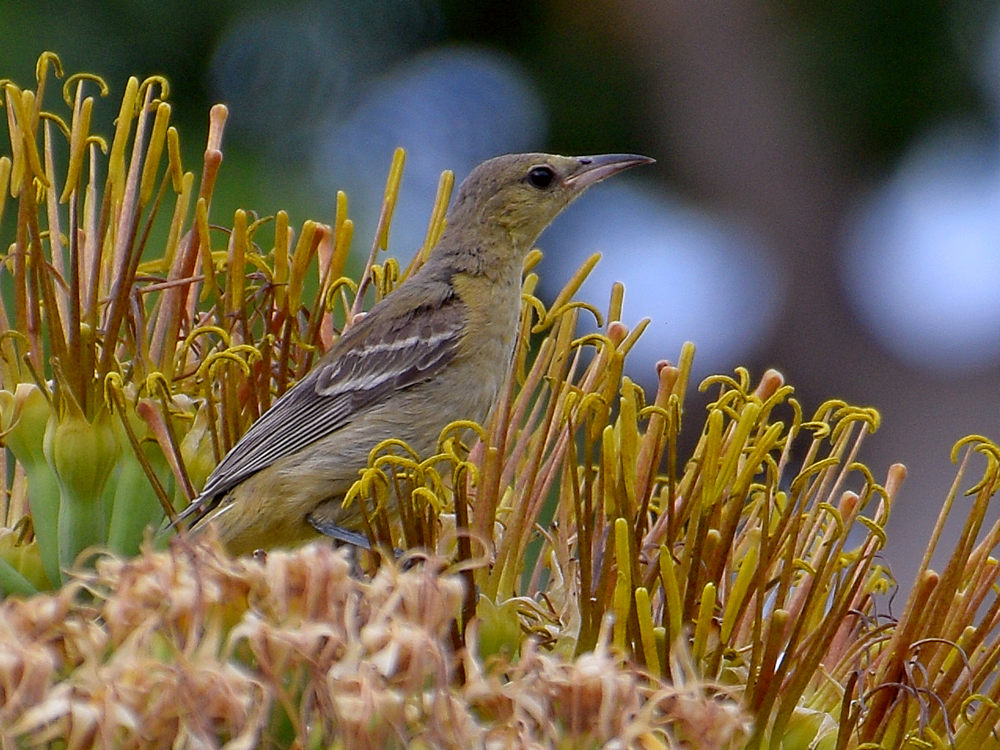 Oriole9.jpg