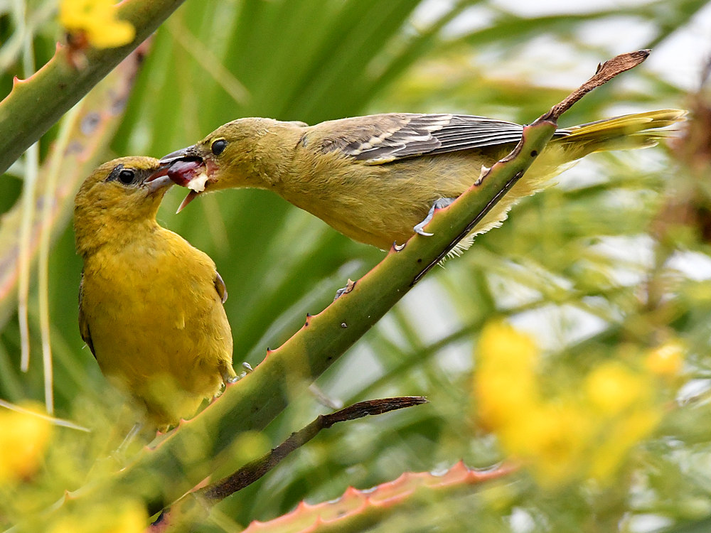 Oriole9.jpg