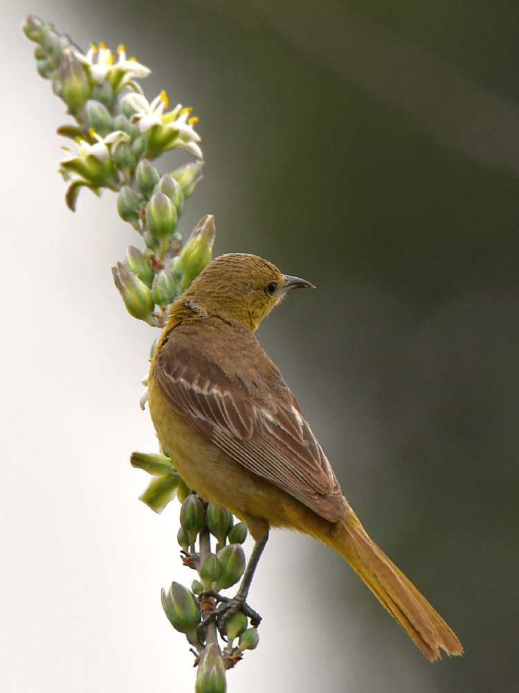 Oriole9.jpg