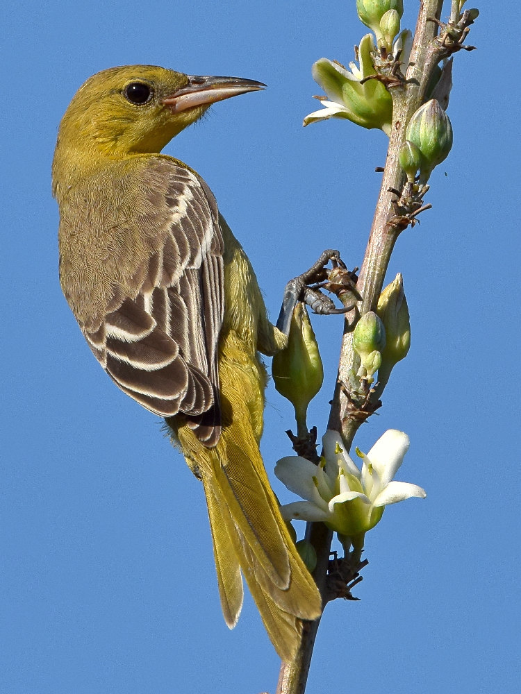 Oriole9.jpg