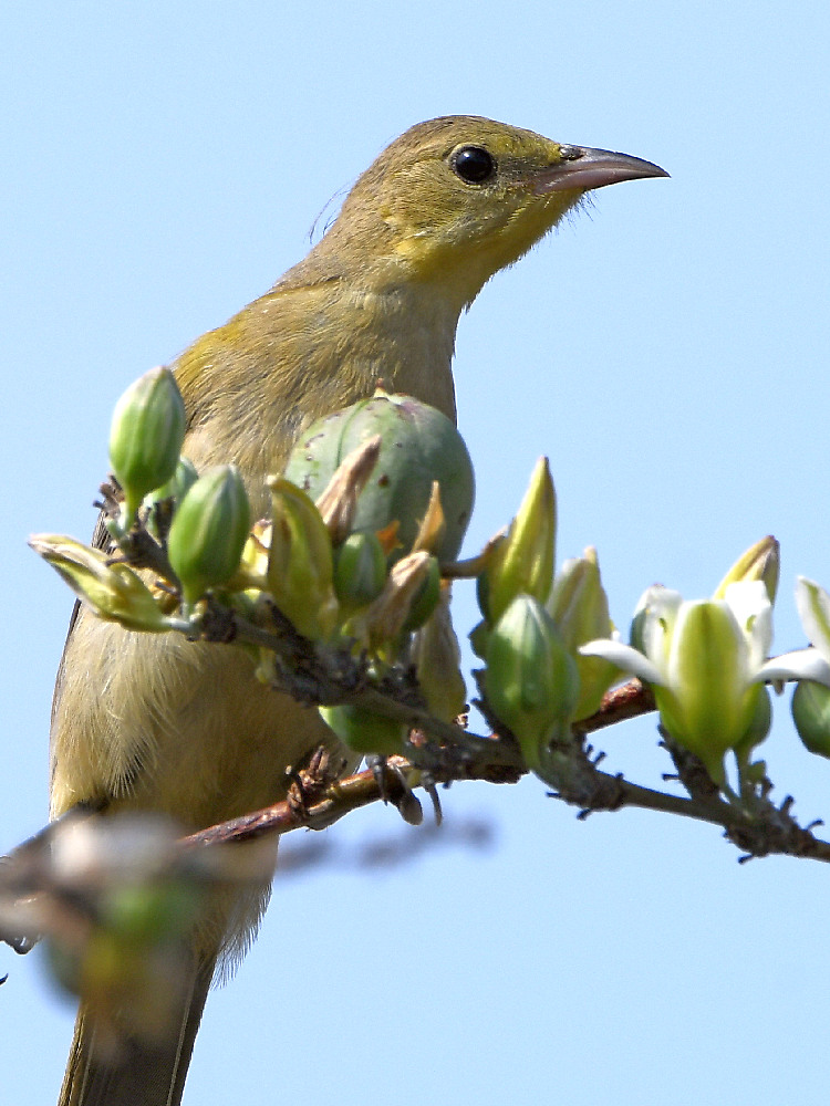 Oriole9.jpg