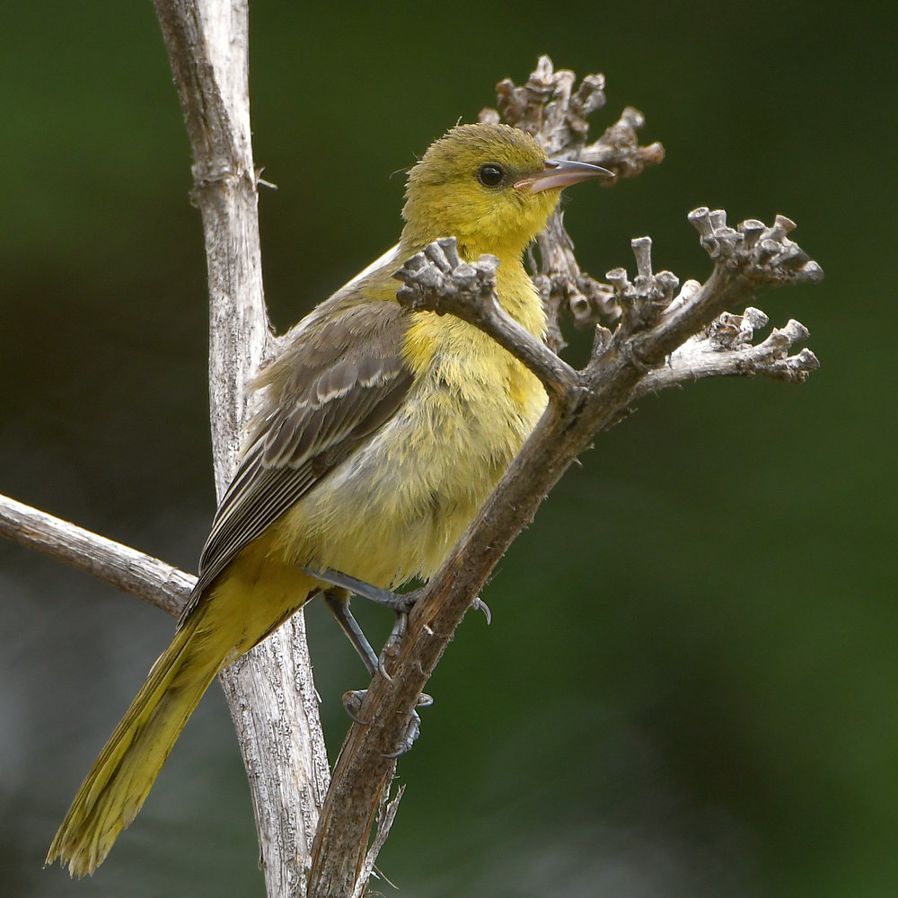 Oriole9.jpg