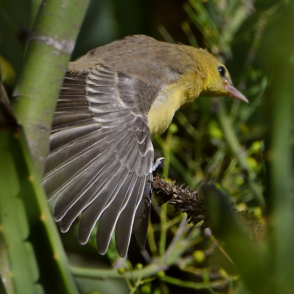 Oriole9.jpg