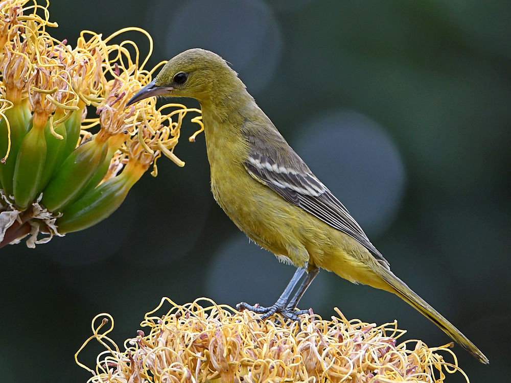 Oriole9.jpg