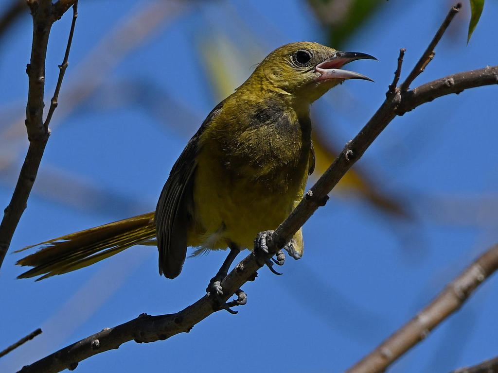 Oriole9.jpg
