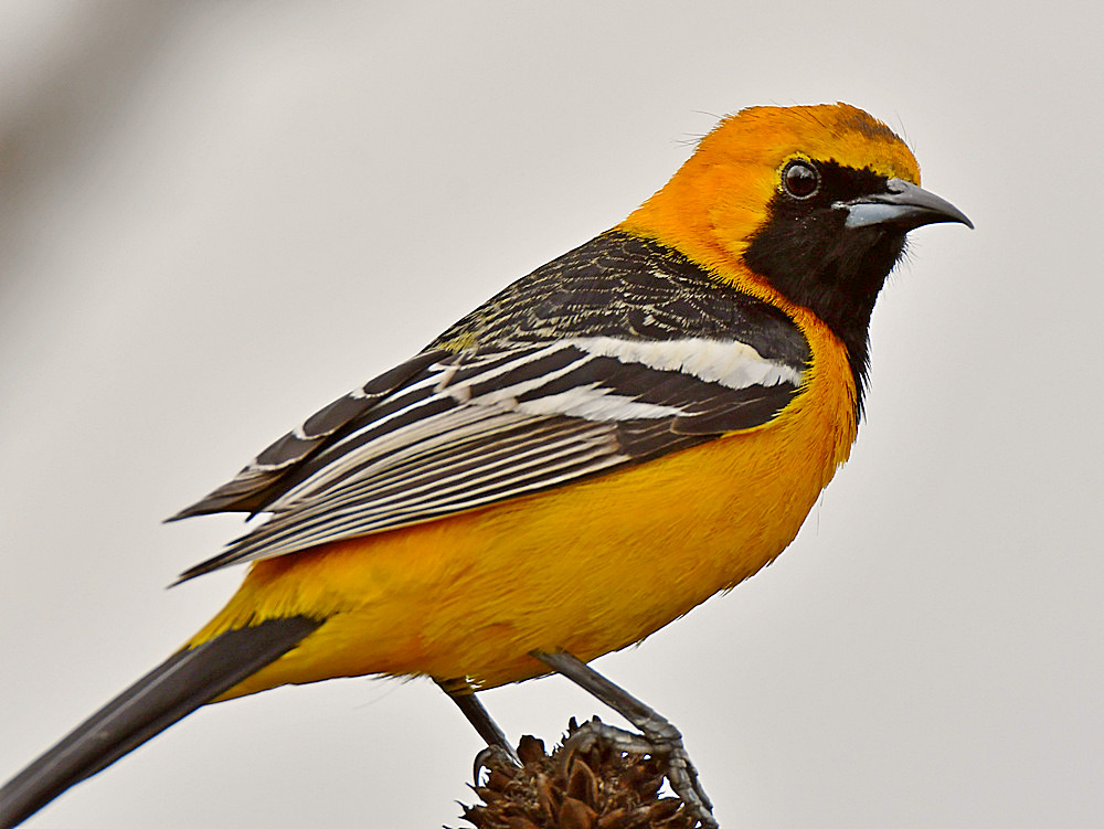 Oriole9b.jpg