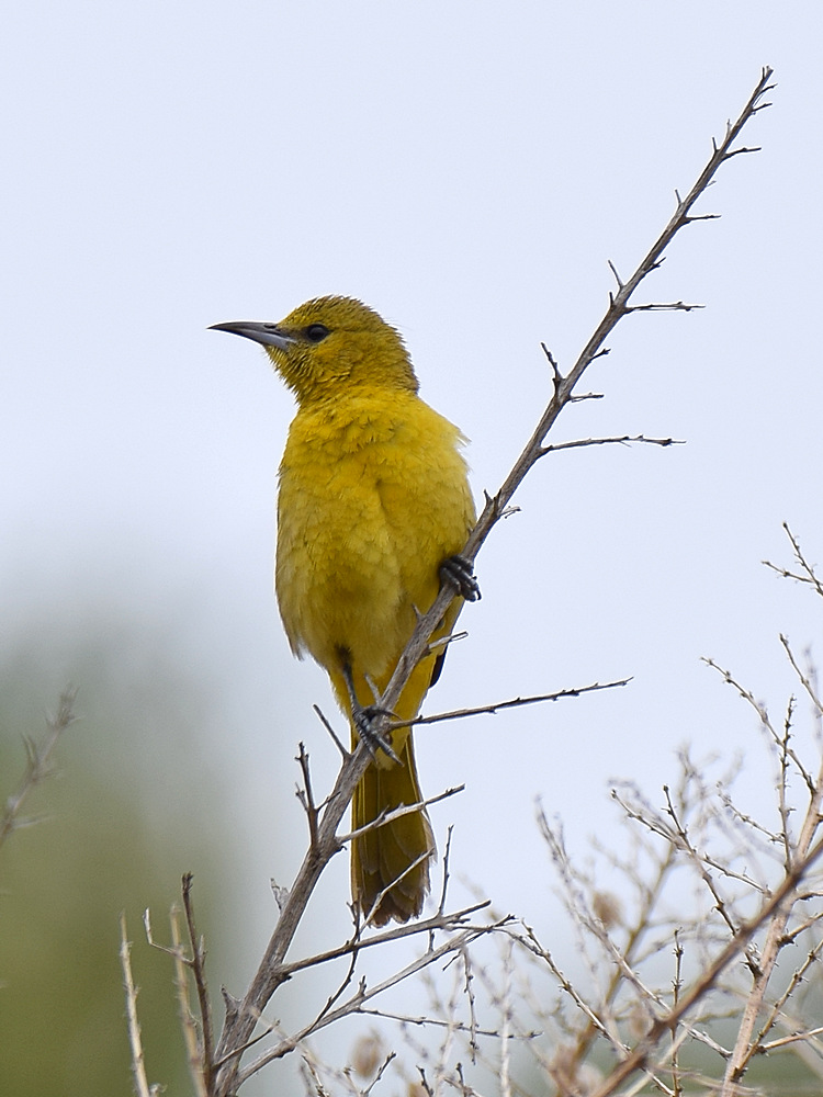 Oriole_2015_05_25.jpg