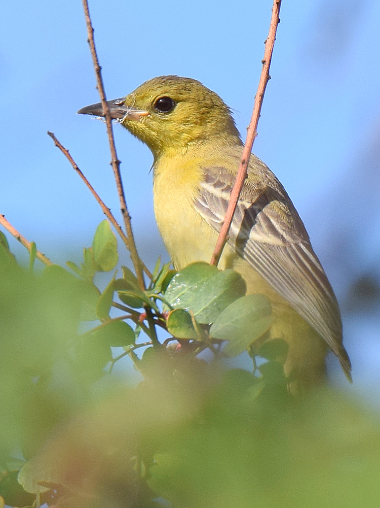 Oriole_2015_06_08.jpg