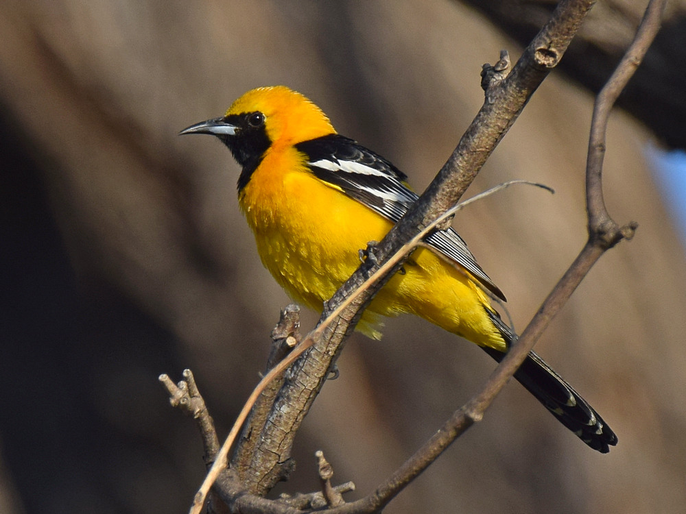 OrioleHooded2.jpg