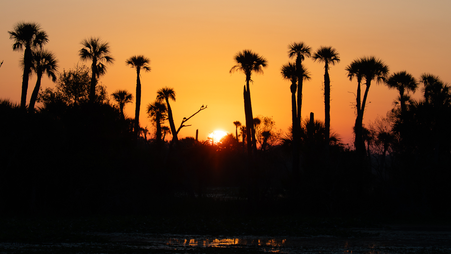 OrlandoSunrise-602.jpg