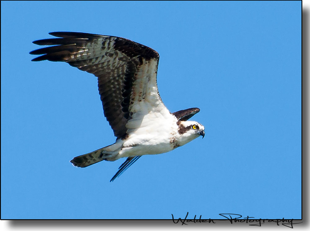 Osprey 1.jpg