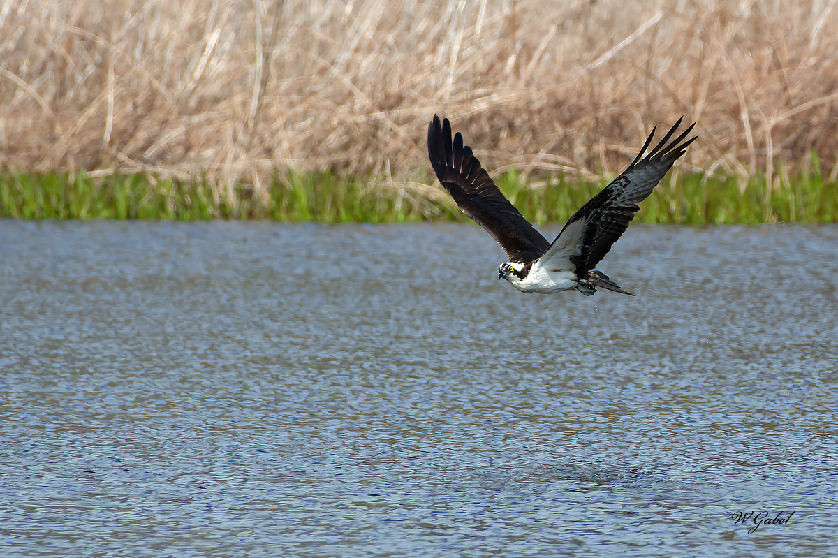 Osprey 2 sm.jpg
