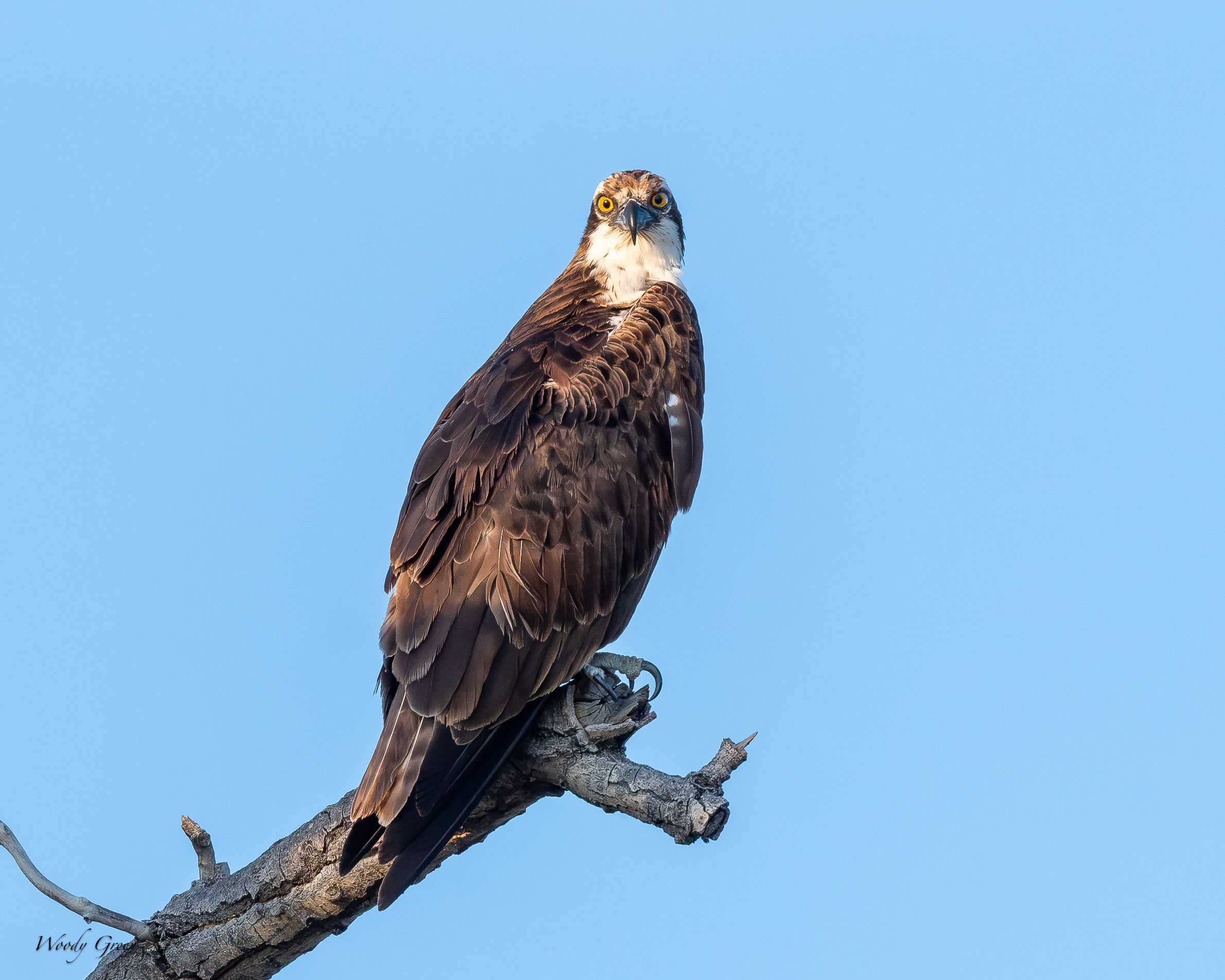 Osprey-703.jpg