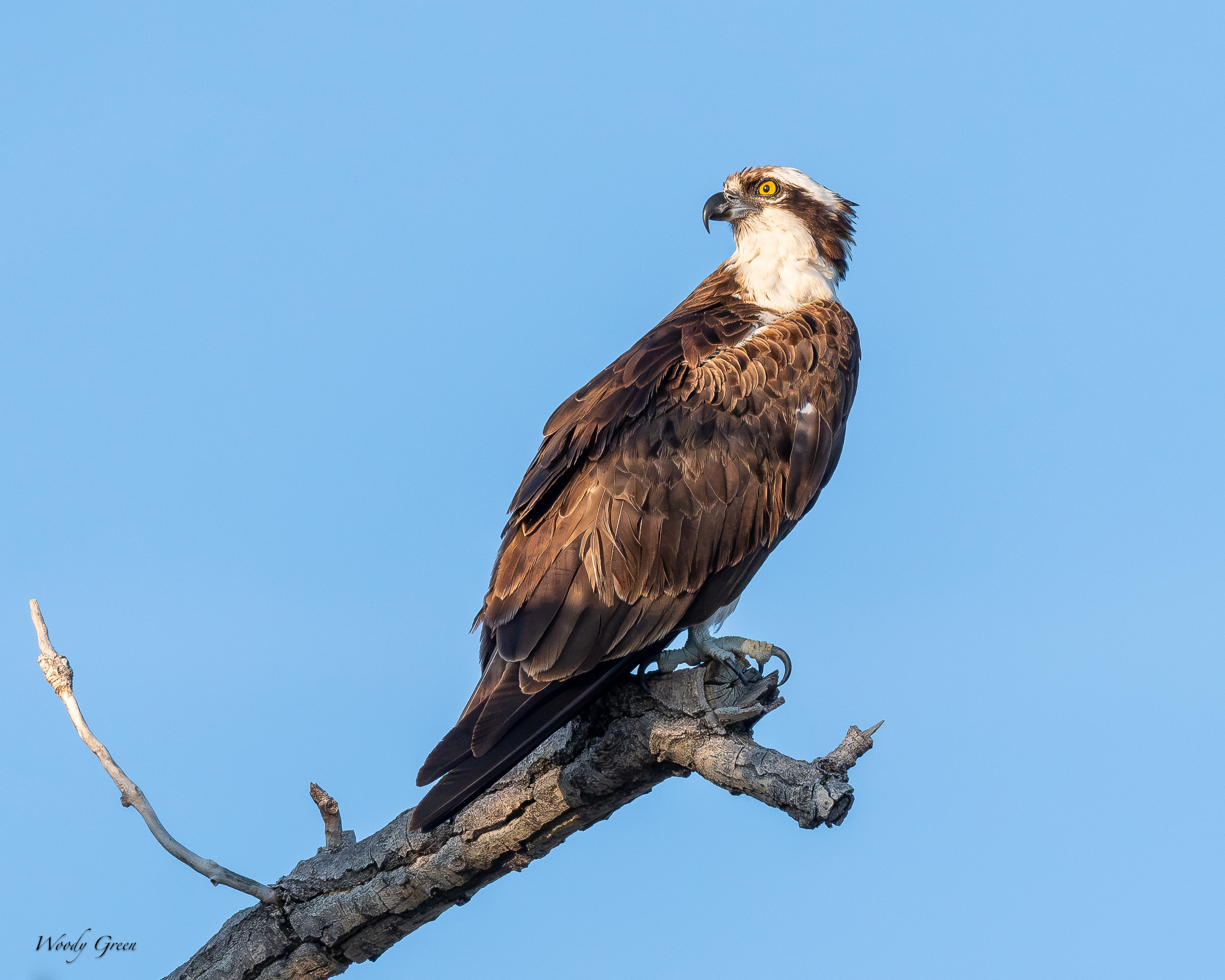 Osprey-704.jpg