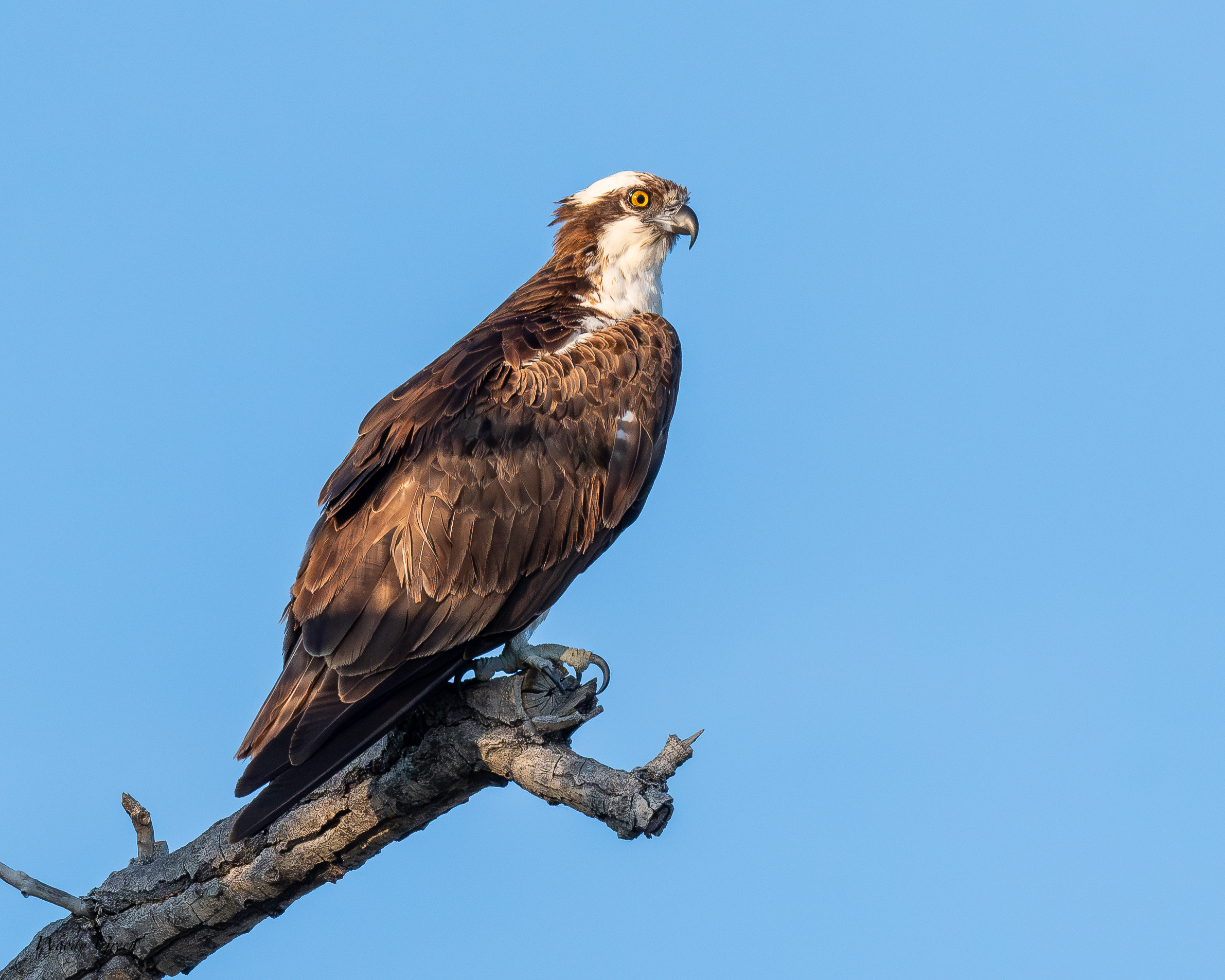 Osprey-705.jpg