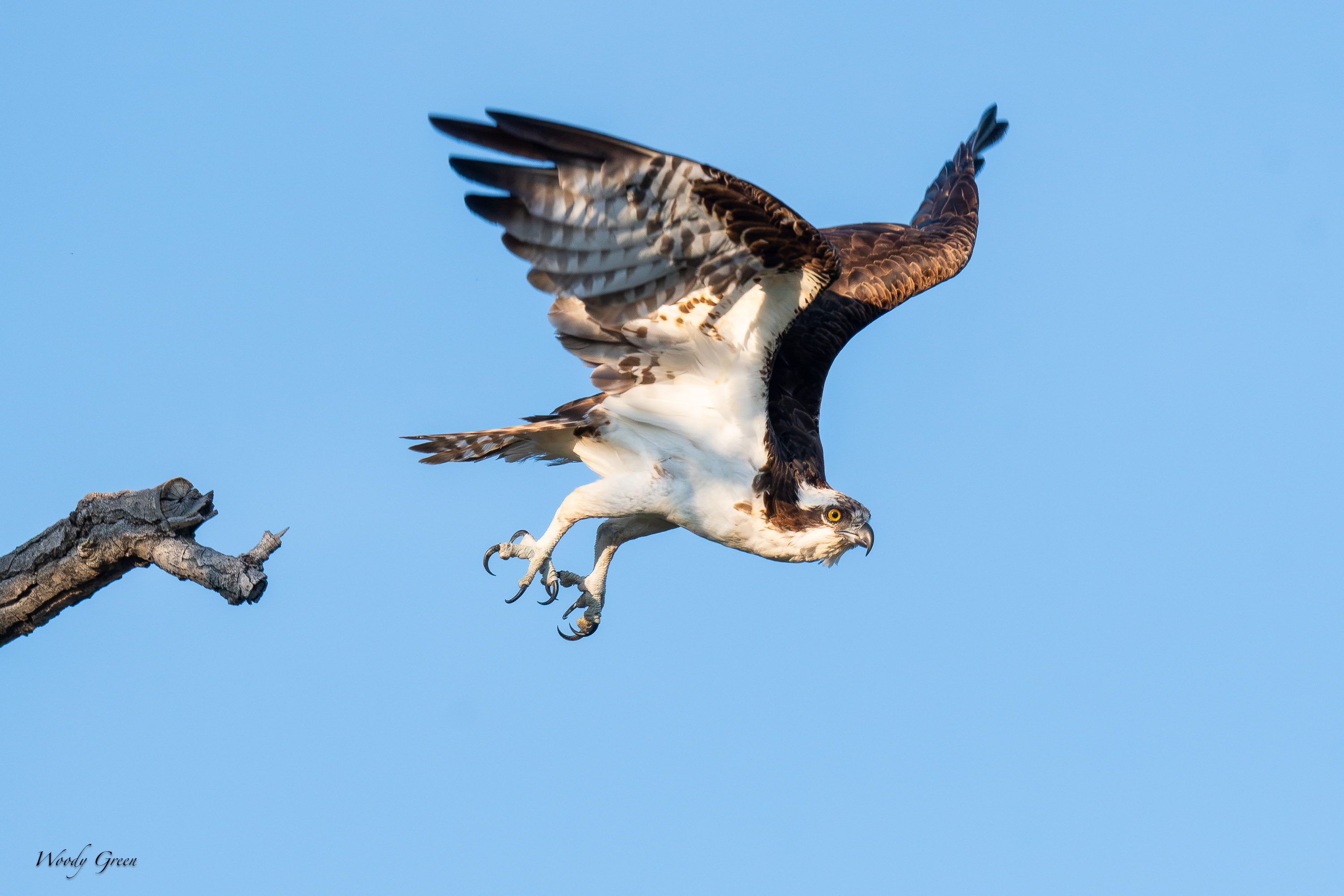 Osprey-706.jpg