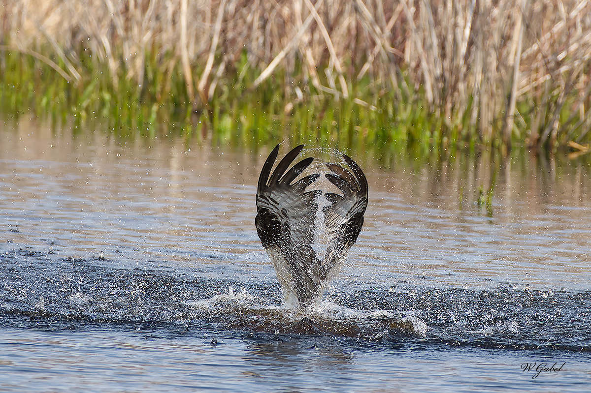 Osprey coming up sm.jpg