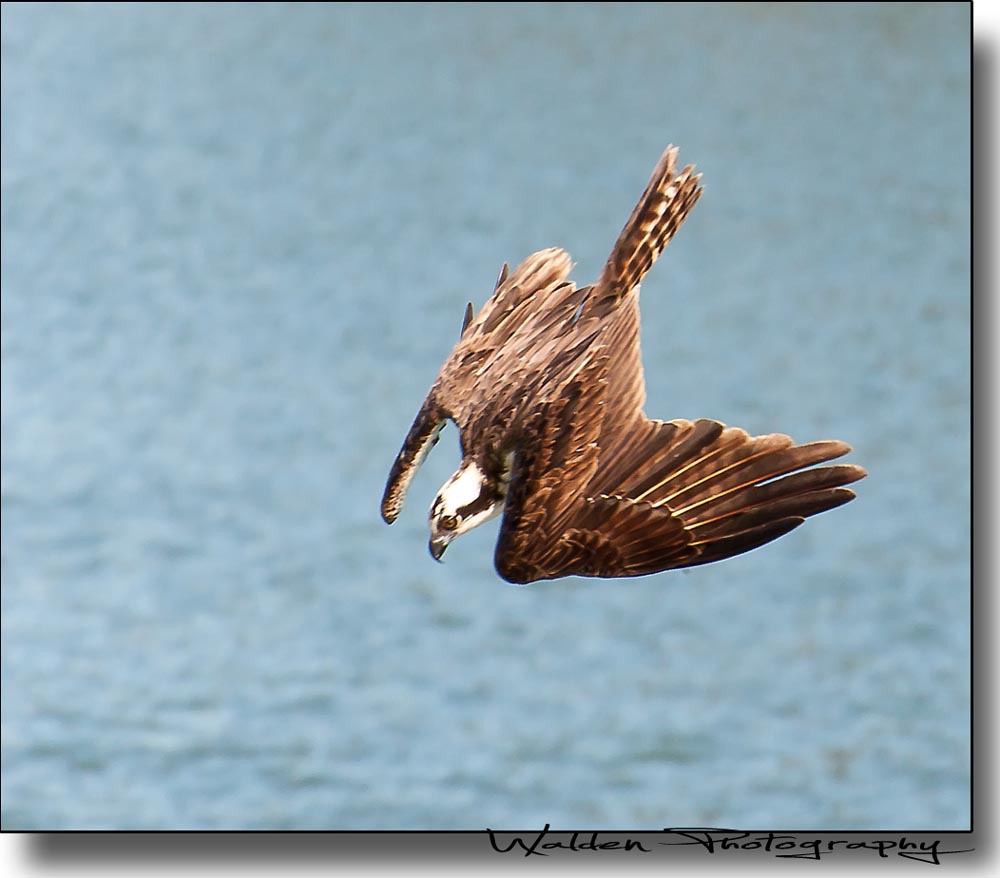 Osprey Dive 1.jpg