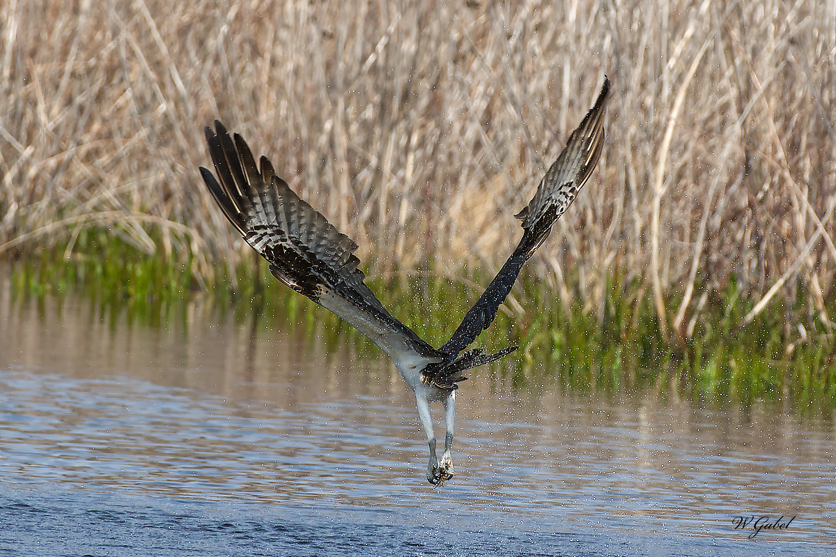 Osprey empty handed sm.jpg