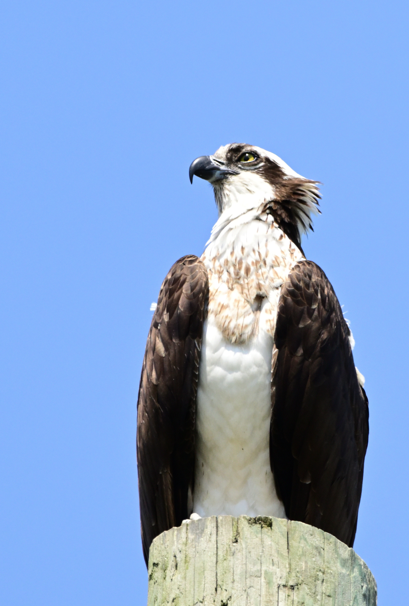 Osprey guarding entrance to Erie Metropark_001.JPG