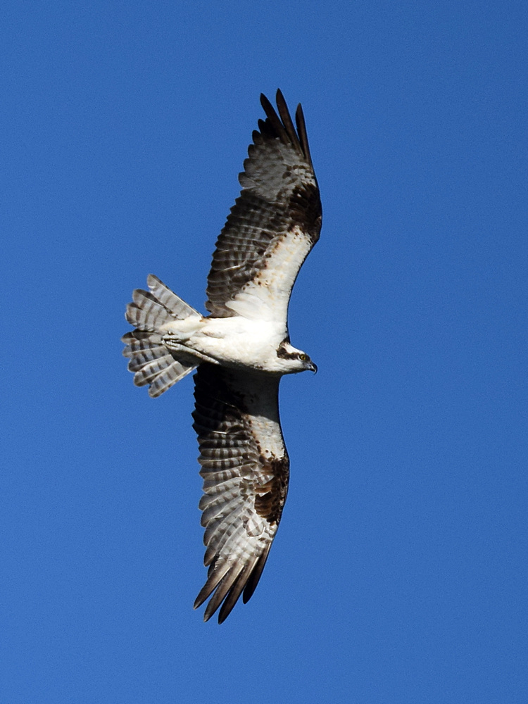 Osprey.jpg