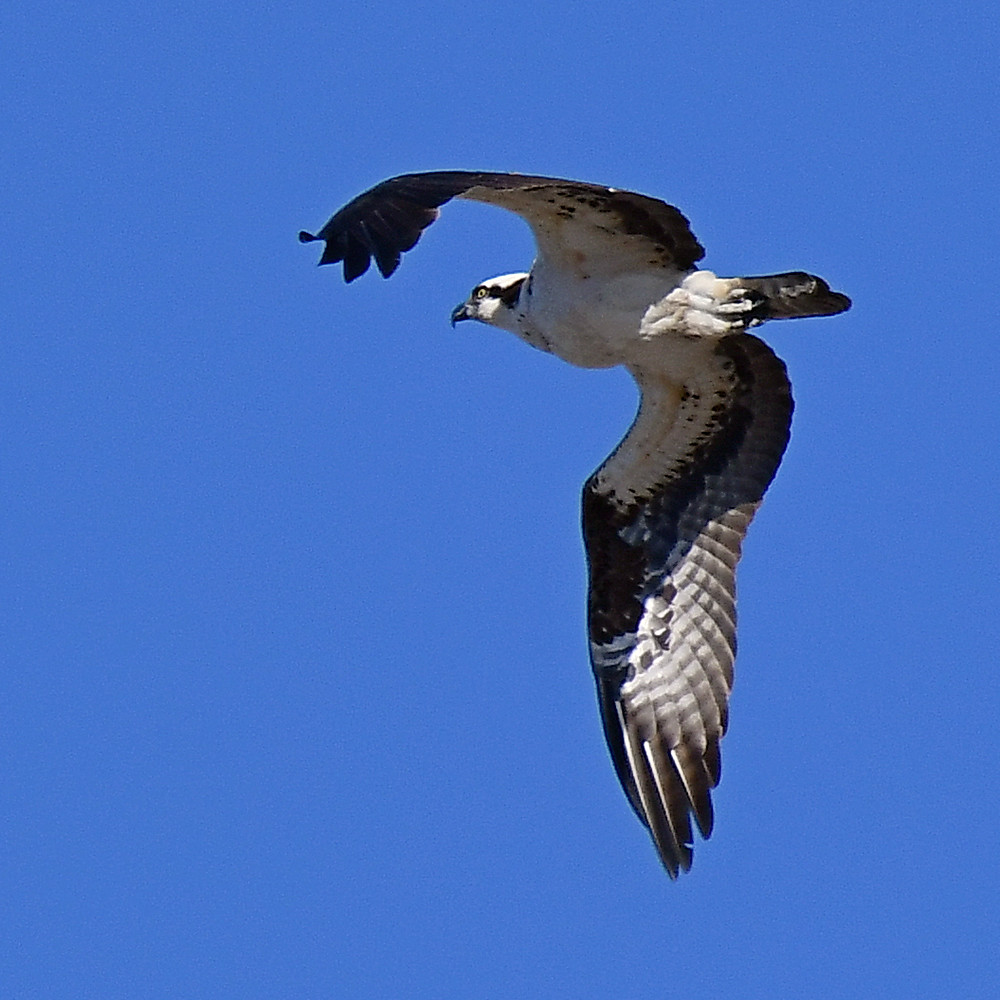 Osprey.jpg