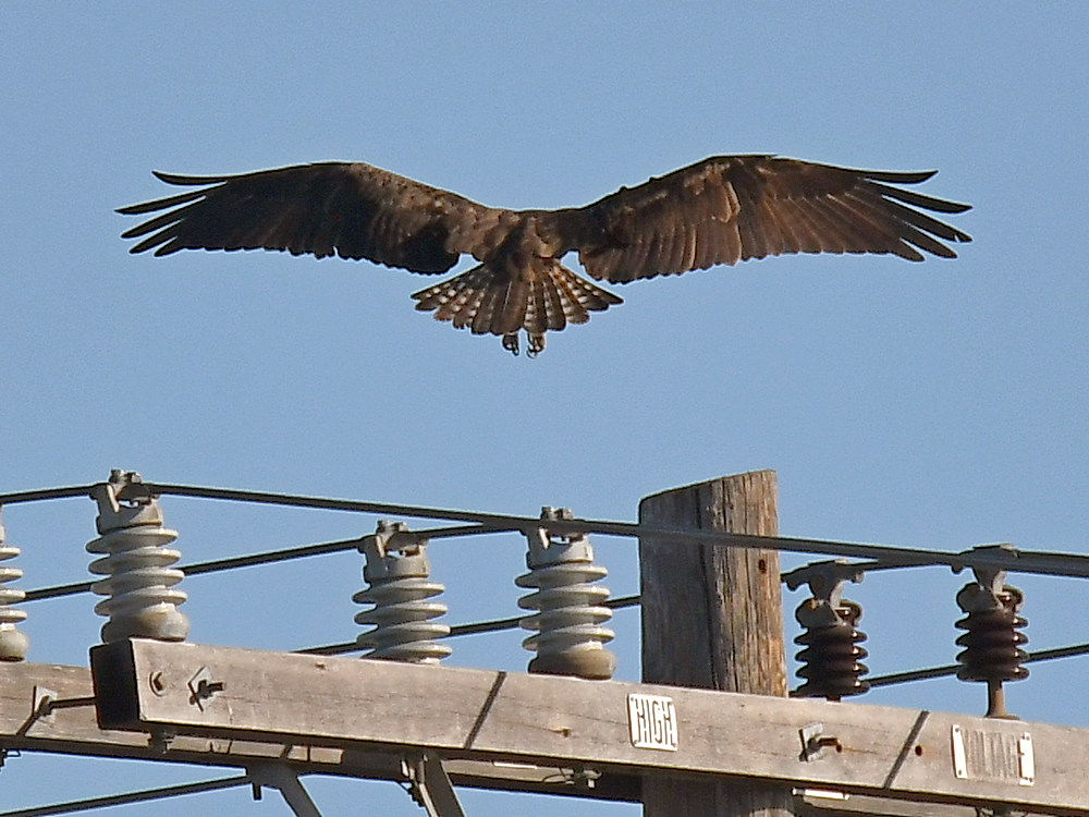 Osprey.jpg