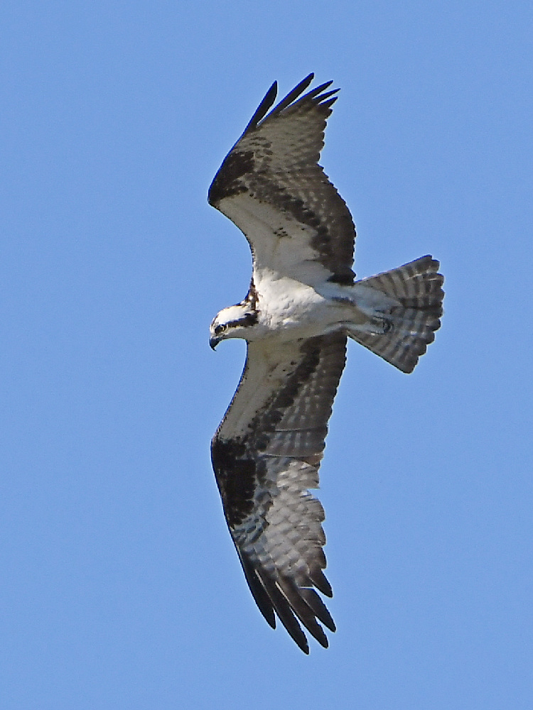 Osprey.jpg