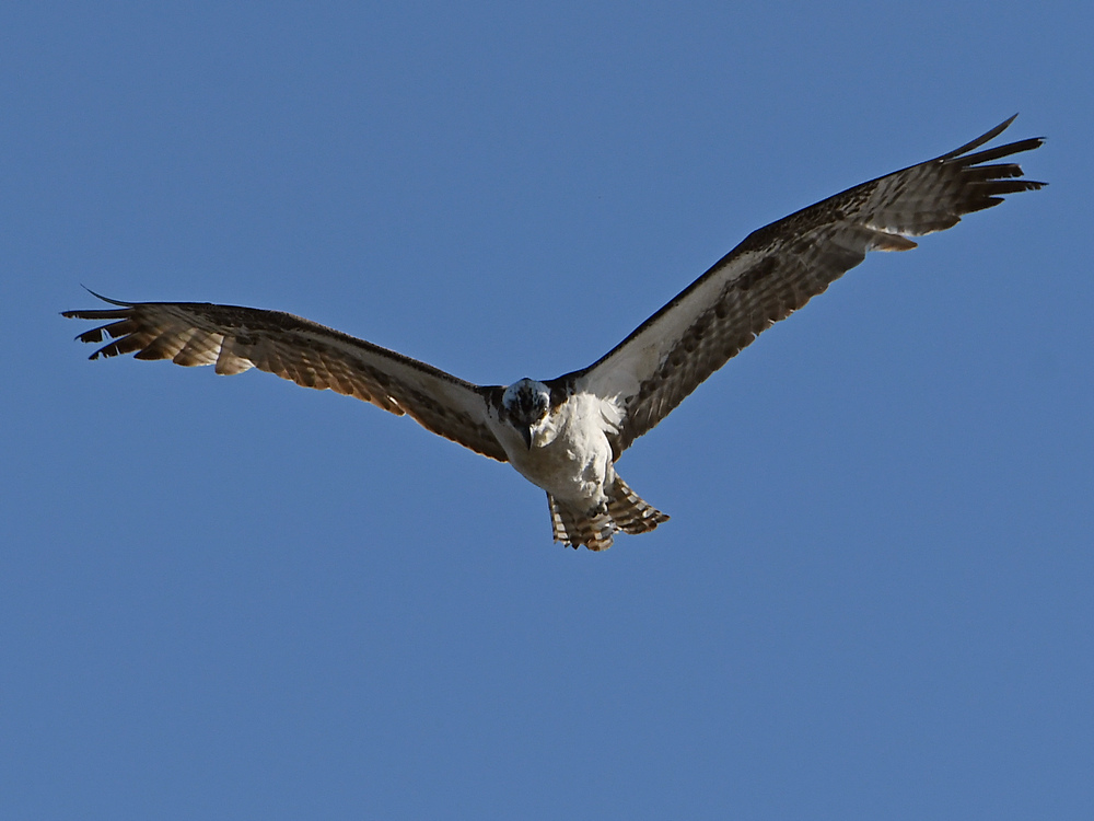 Osprey.jpg