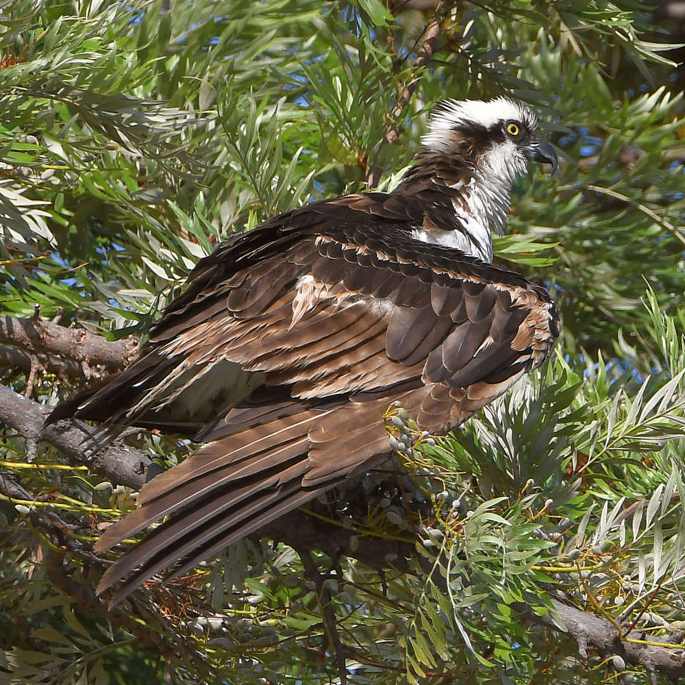 Osprey.jpg