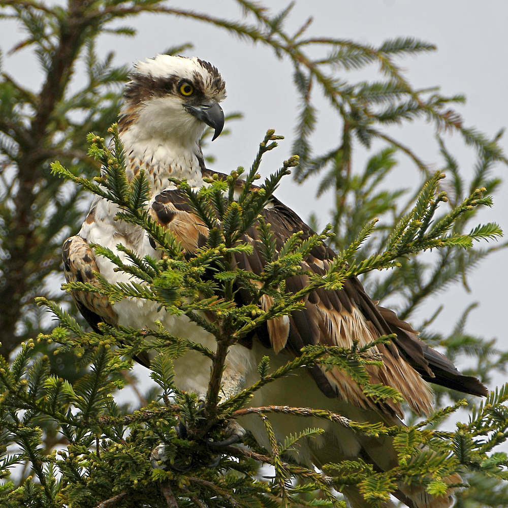 Osprey.jpg