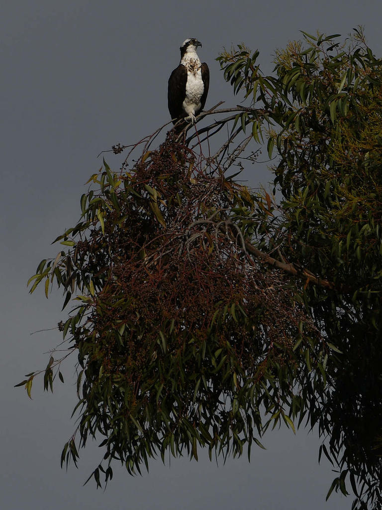 Osprey.jpg
