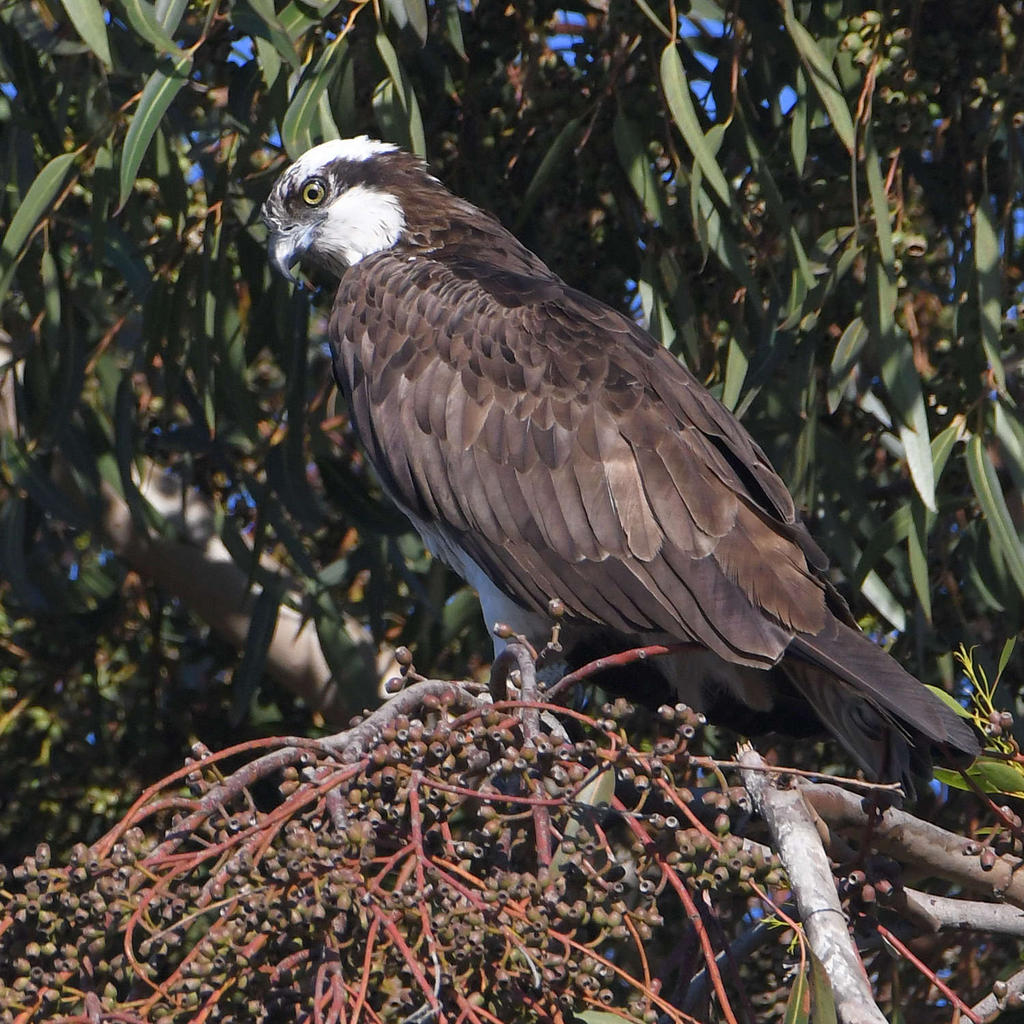Osprey.jpg