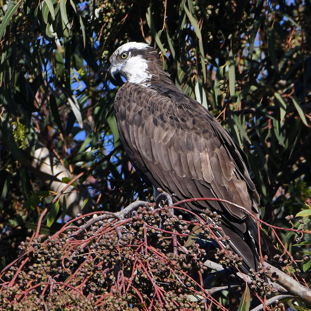 Osprey.jpg