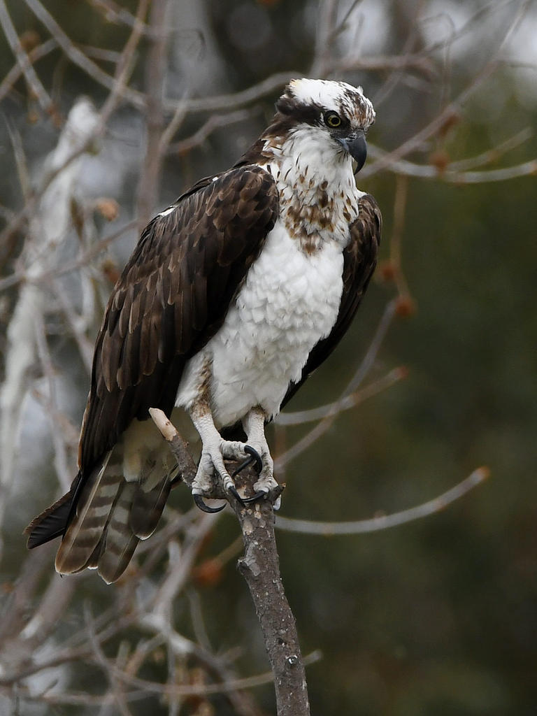 Osprey.jpg