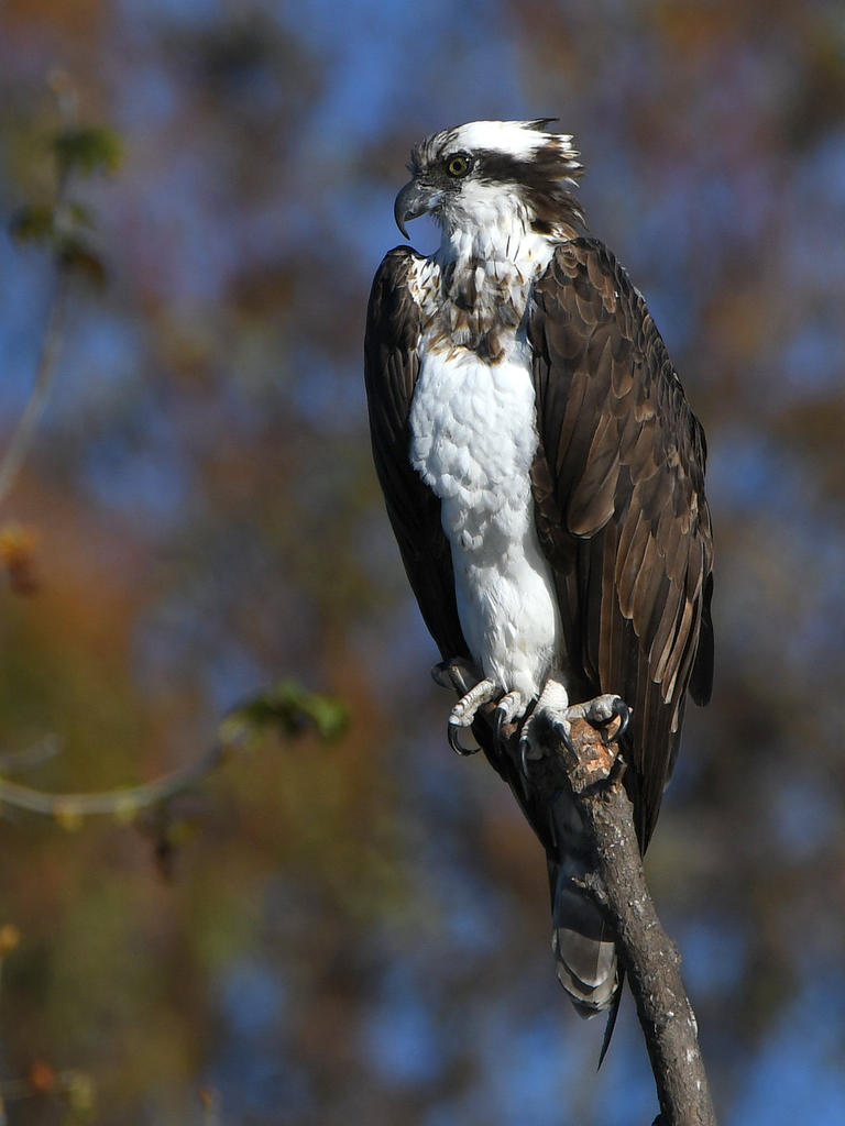 Osprey.jpg