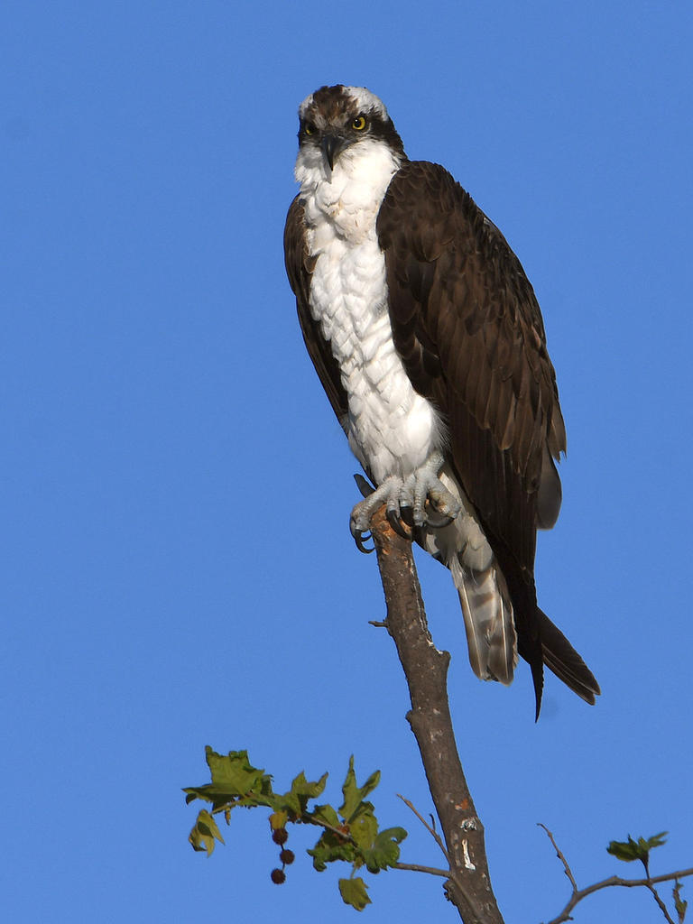 Osprey.jpg